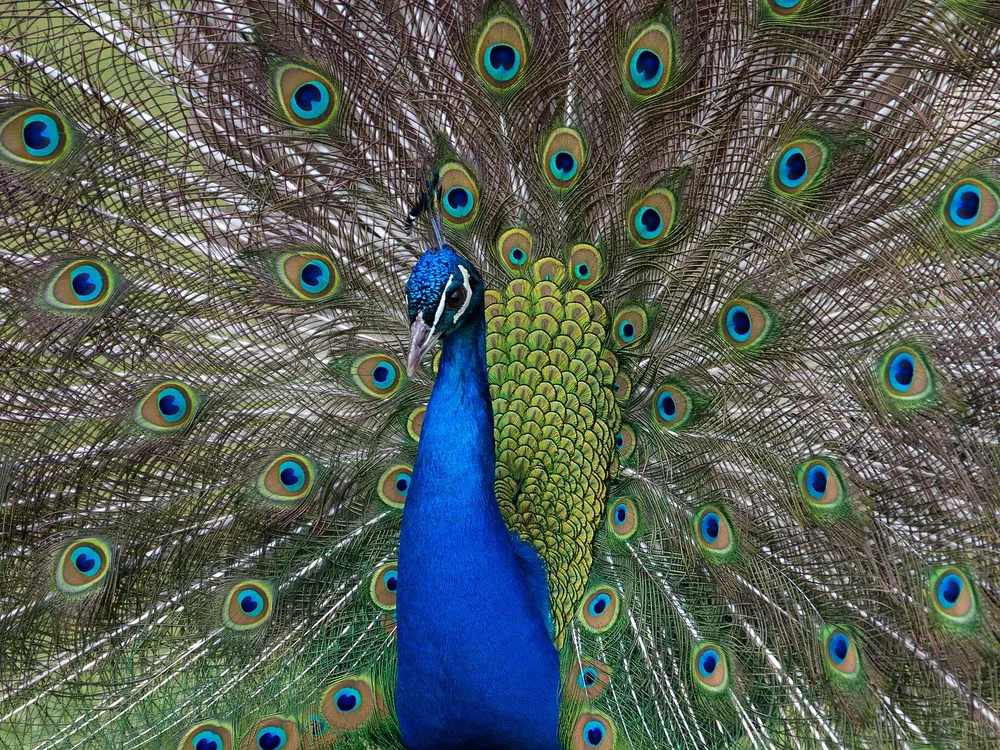 Colorful peacock with feathers spread