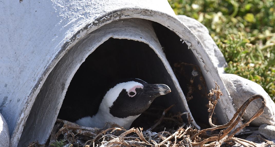These Artificial Nests Are Helping African Penguins Beat the Heat