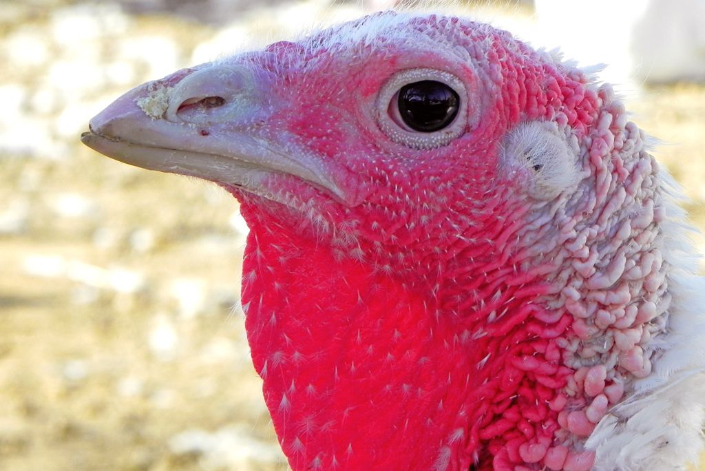Turkey