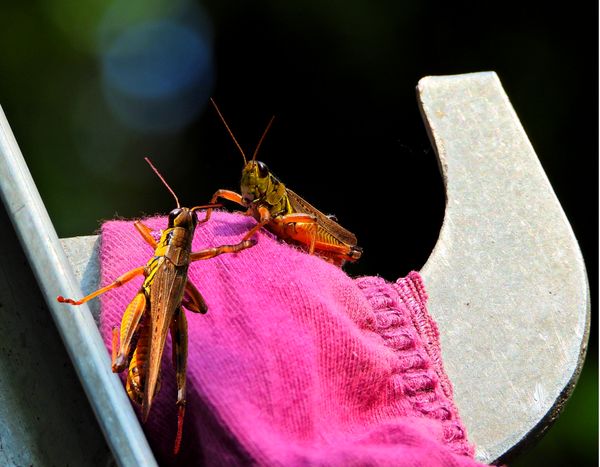 Grasshopper Meeting thumbnail