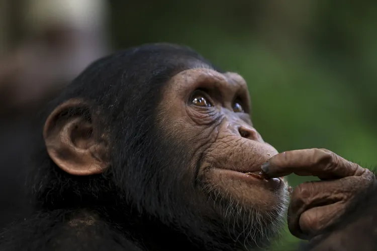 Young chimpanzee