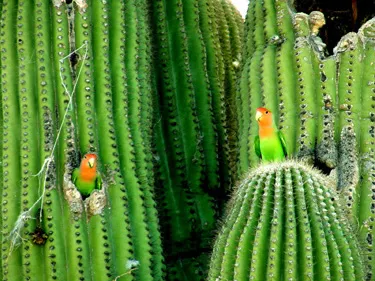 Lovebirds cactus