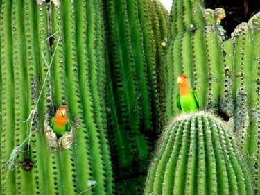 african love birds farm