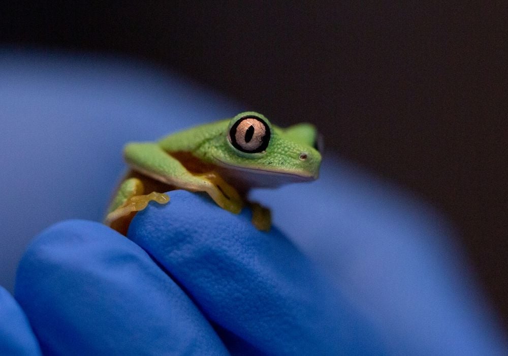 Lemur leaf frogs, best known for their big, striking eyes, are critically endangered.