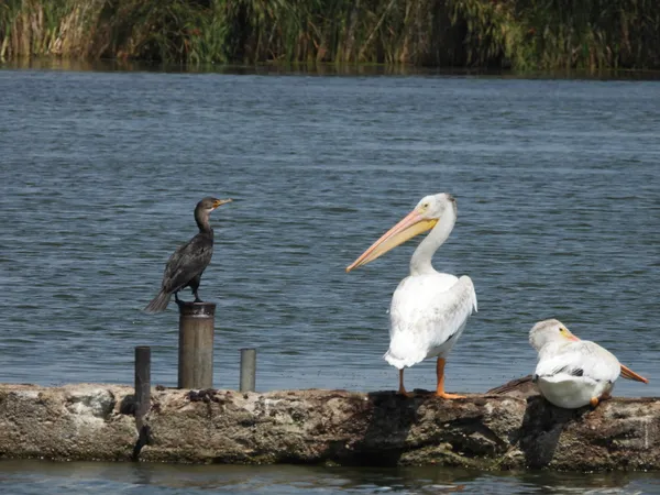 Pelican and Cormorant sizing each other up. thumbnail