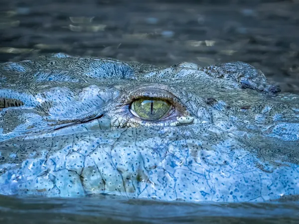 Eye of a Crocodile thumbnail