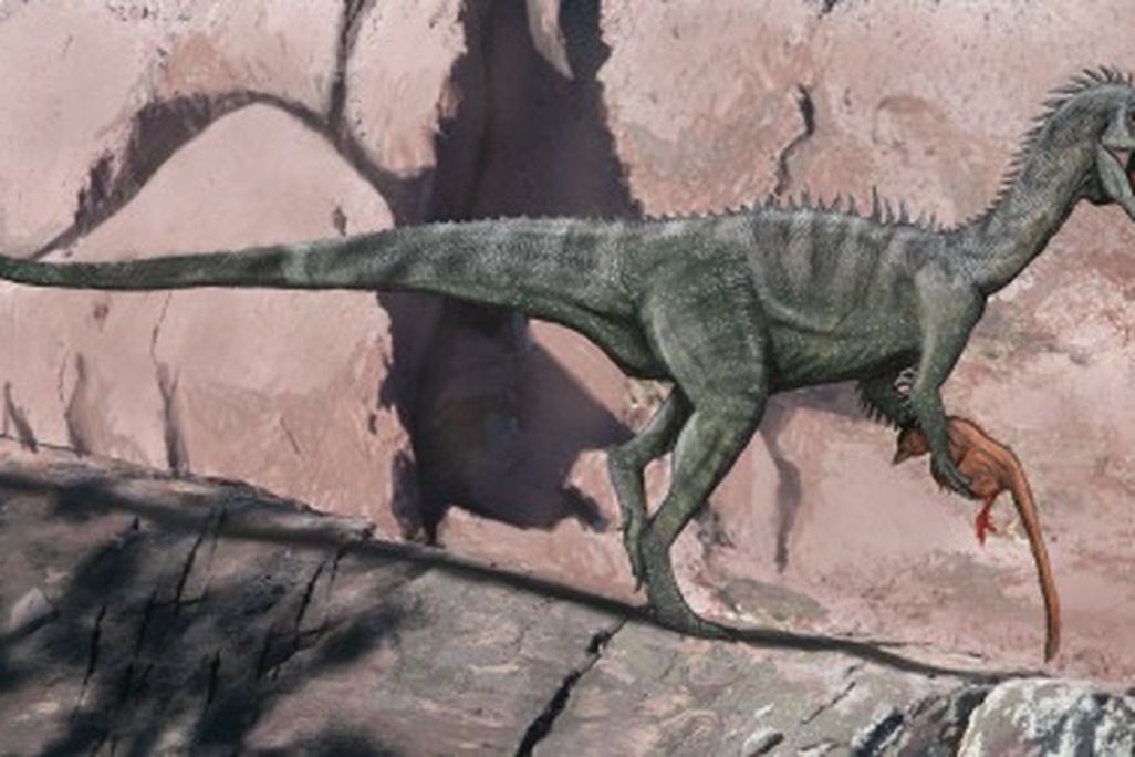 A speculative restoration of Australia's Cretaceous ceratosaur