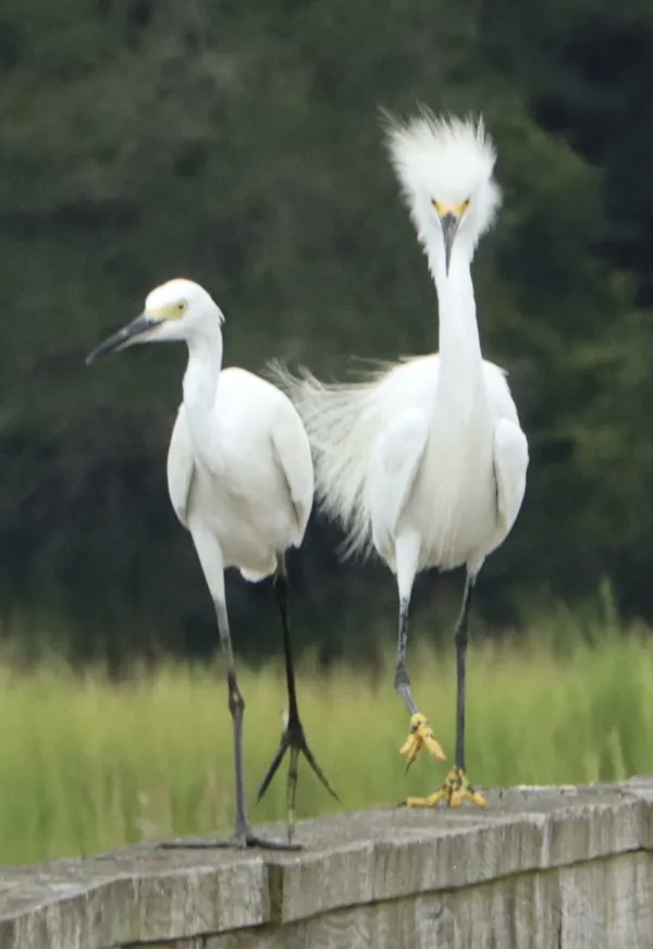 SNOWY EGRETS ON A PROM DATE ON THE WALKWAY thumbnail