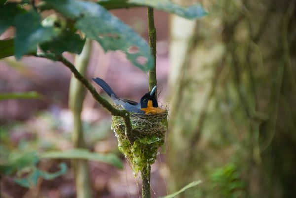 Nesting bird, Daintree Rainforest, Queensland, Australia thumbnail