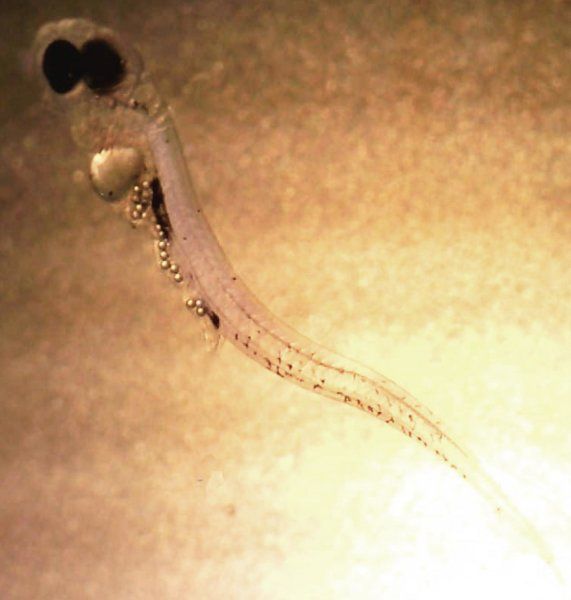 Fish Larvae Microbeads