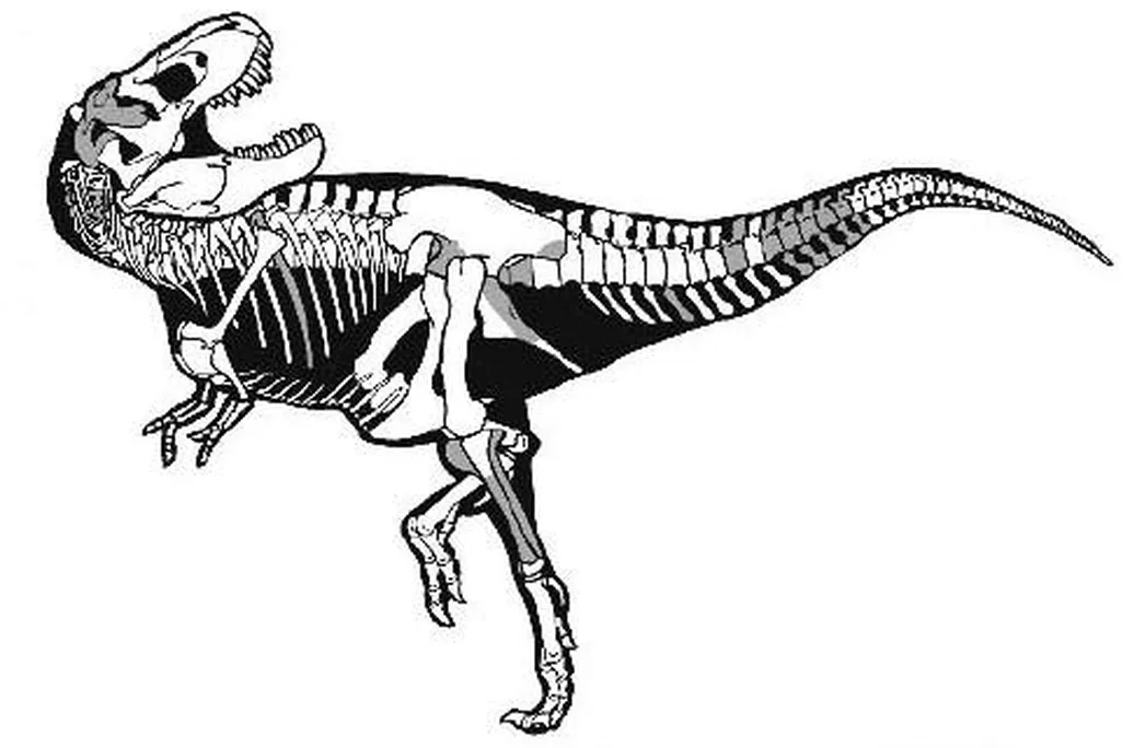 20110520083123sampson-tyrannosaurus-skeleton.jpg