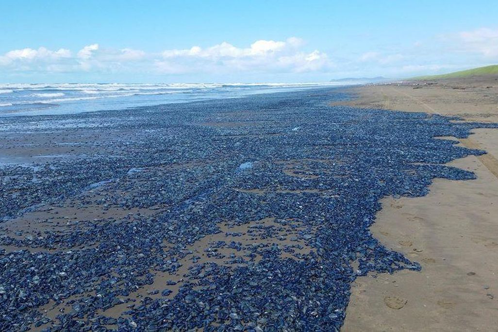 BlueJellies