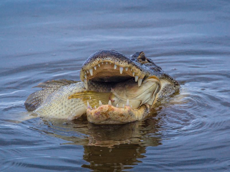Gator eating fish Smithsonian Photo Contest Smithsonian Magazine