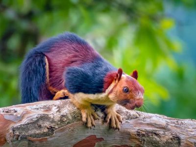 The squirrels measure up to 36 inches from head to tail