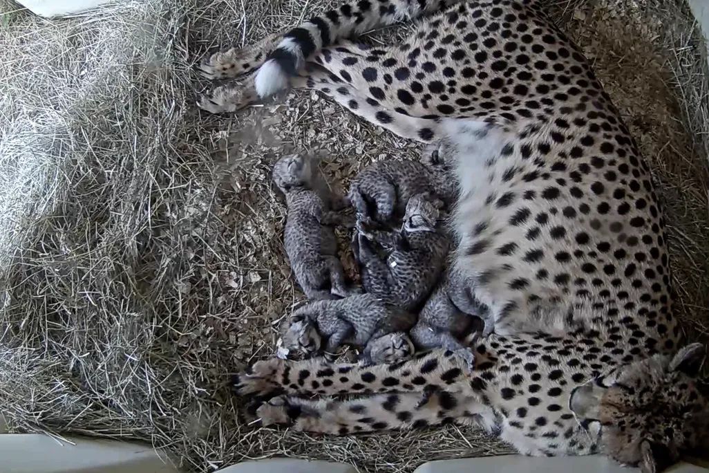 five cheetah cubs curl up in front of their mother's stomach
