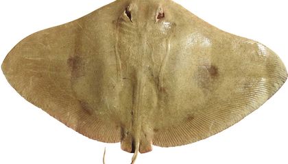 Presumed Extinct Tentacled Butterfly Ray Is Found