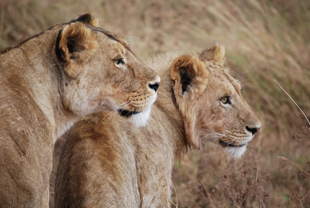 A lioness and her cub overlook Ngorongoro Crater in Tanzania