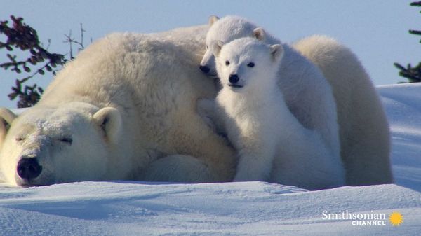 Preview thumbnail for Incredibly Cute Polar Bear Cubs See the World for First Time