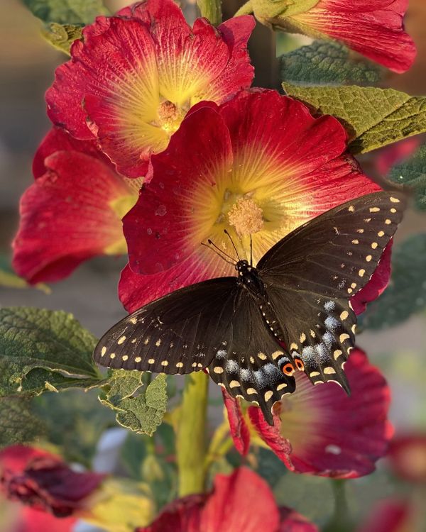 Sweet Summertime (Eastern Black Swallowtail on Hollyhocks) thumbnail