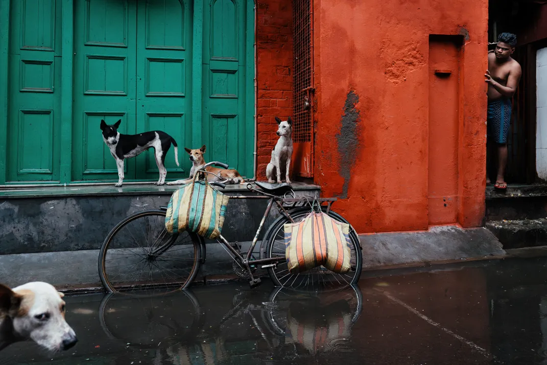 7 - A man and a few dogs go to higher ground away from the flooded streets.