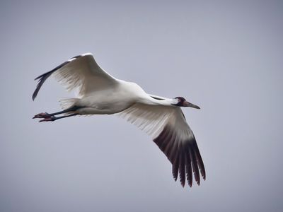 A whooping crane in flight in Texas.