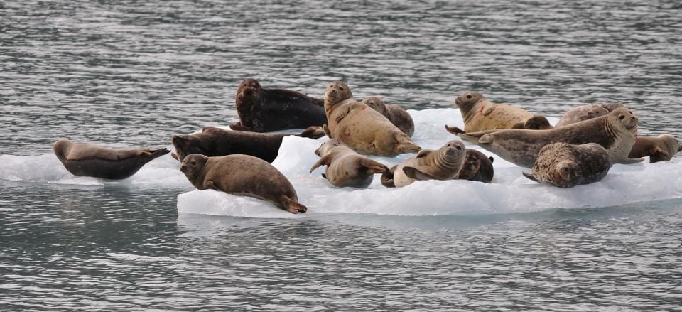  Seals lounging on an ice berg 