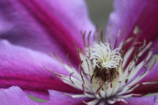 A close-up of a clematis in my mother's garden thumbnail