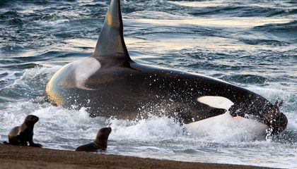 Five Astounding Orca Behaviors Explained, From Ramming Boats to Hunting Great White Sharks