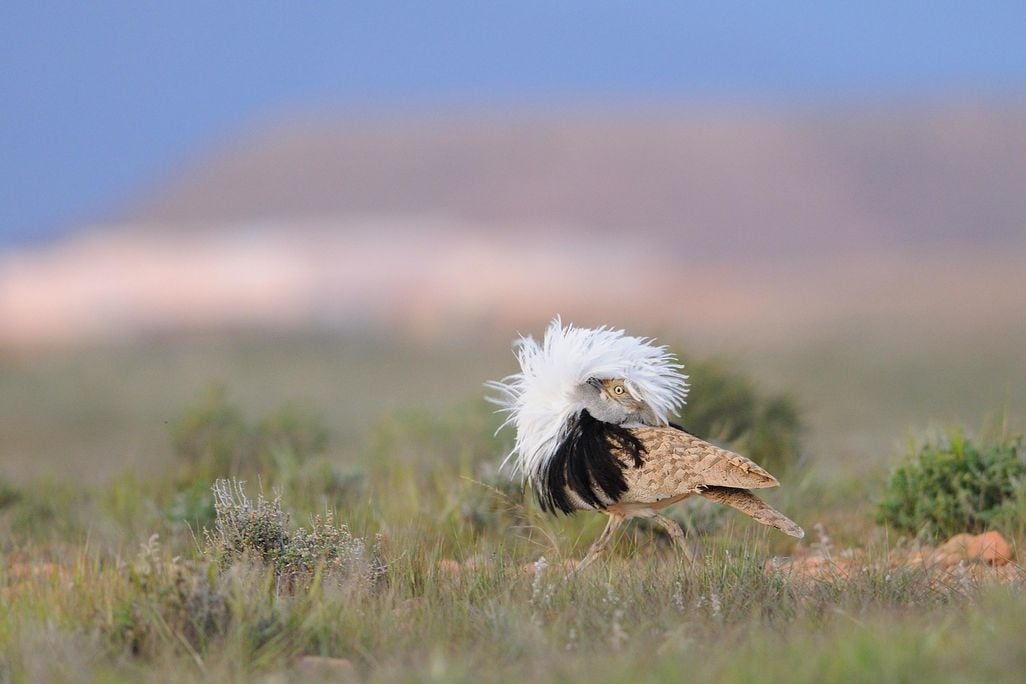bustard