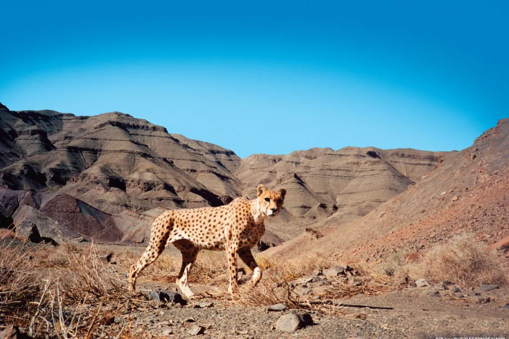 Panthera_Asiatic Cheetah in Naybandan Wildlife Refuge Iran.jpg