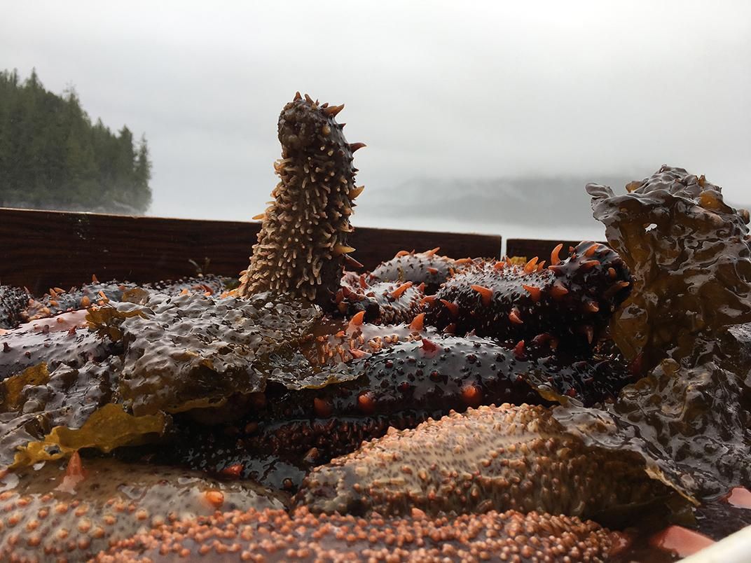 Is the Mysterious Sea Cucumber Slipping Out of Our Grasp?