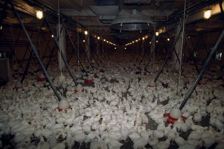 Hundreds of chickens share a huge pen at a sovkhoz chicken production factory in Rudomino. Sovkhozy were state-owned farms that paid workers for their labor in the former Soviet Union. Location: Rudomino, Lithuania