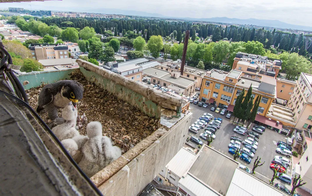 Peregrine Falcon