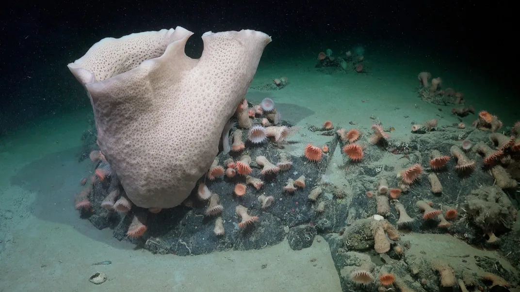 Large vase-shaped sea sponge