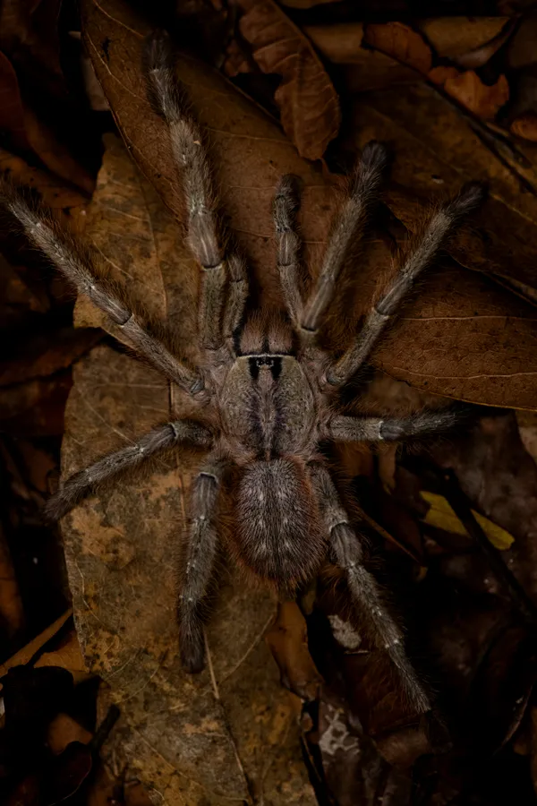 The Quiet Reign of the Eight-Legged thumbnail