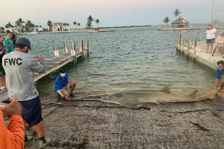 The female sawfish (pictured) is 16 feet long and estimated to weigh between 800 and 1,000 pounds. It's the longest smalltooth sawfish ever measured by scientists.