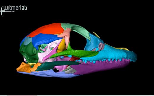 20110520083319witmer-lab-3d-alligator.jpg