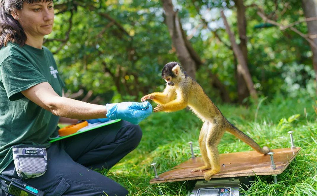 Bolivian black-capped squirrel monkey