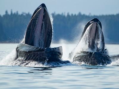 Baleen whales like humpbacks use hair-like bristles in their mouth to sieve prey from the water