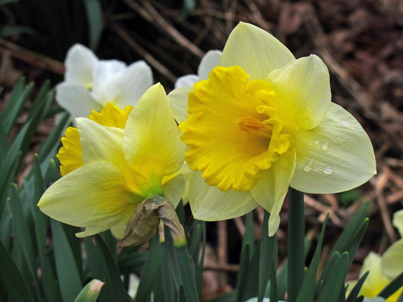 Freshly-opened King Alfred Daffodils on a rainy Western New York Spring ...