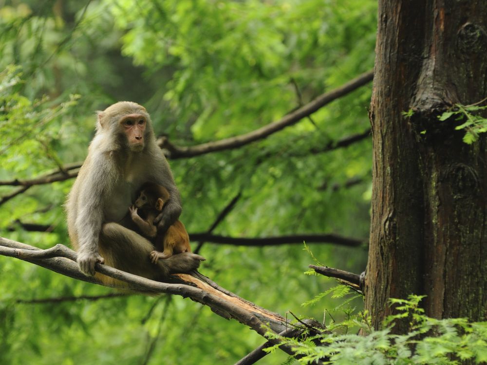 08_29_2014_rhesus macaques.jpg