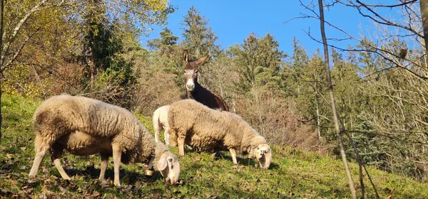 Donkey protecting 2 sheep thumbnail