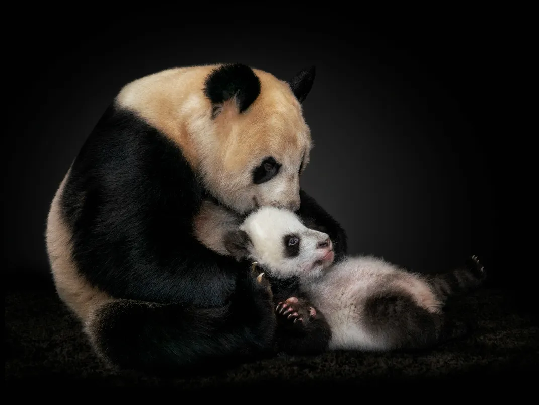 Mother and child panda at the Madrid Zoo