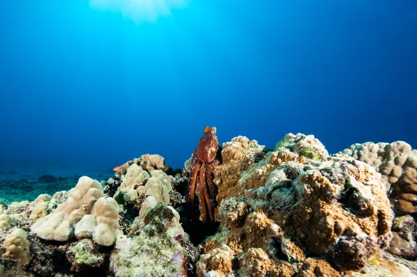 Hawaiian Day Octopus on Hawaiian Reef thumbnail