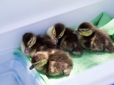 Ducklings that hatched in October were reared in lakeside pens, then transferred to the floating aviaries in early December.