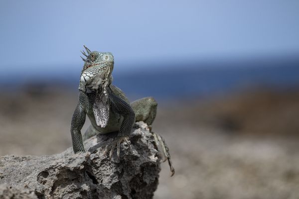 Strike a Pose thumbnail