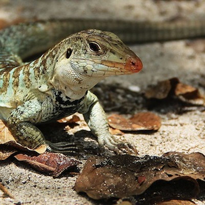 Box of lizards mailed to the wrong New York address