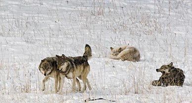 After coming within 50 feet of several wolves, Frank Clifford understands why 100,000 people say they come to Yellowstone just to see wolves.