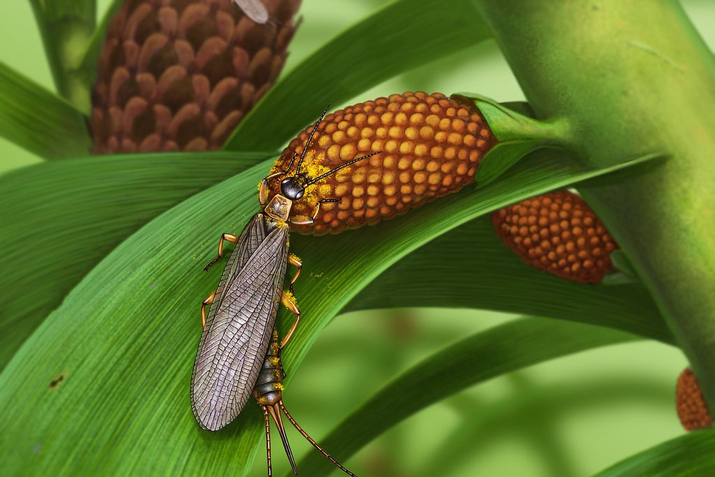 long, winged insect crawling on a leave with pollen