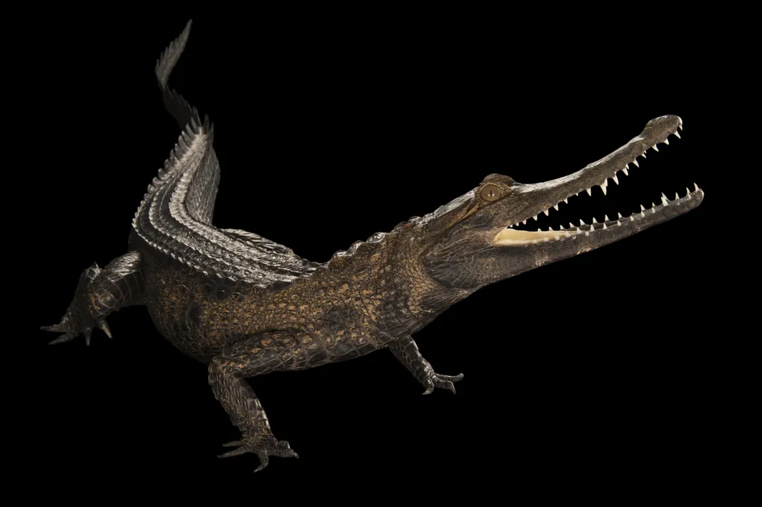 a crocodile with a narrow jaw looks toward the right, mouth slightly open in a smile